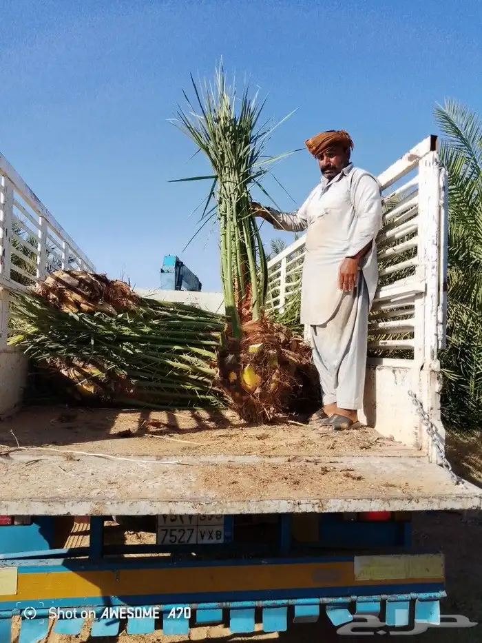 يوجدلدينانخيل عليه اورق زرعه يوجد توصيل لاقطار الكويت مصر ال 3