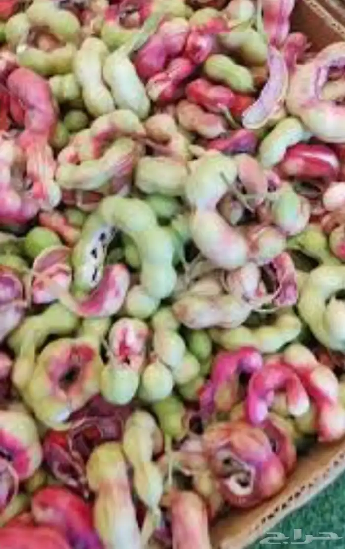 متوفر الان في الرياض مرخ الحنيذ   واللوز البلدي بسعر الجمله 1