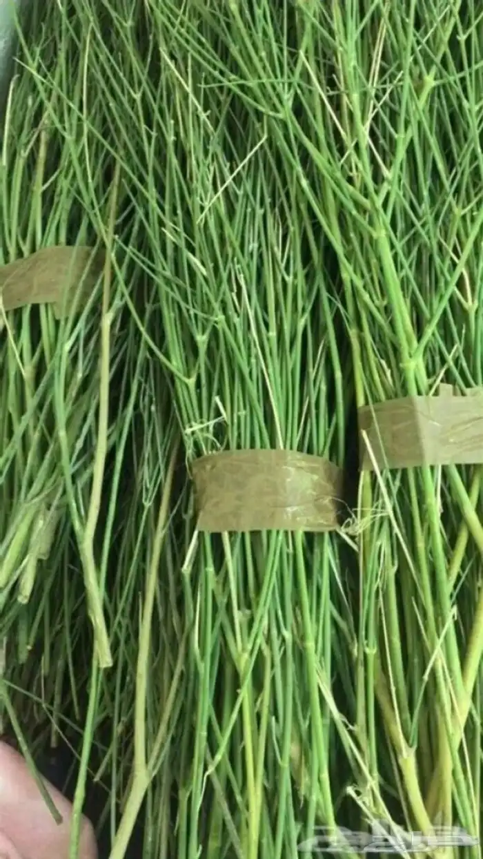 متوفر الان في الرياض مرخ الحنيذ   واللوز البلدي بسعر الجمله 3