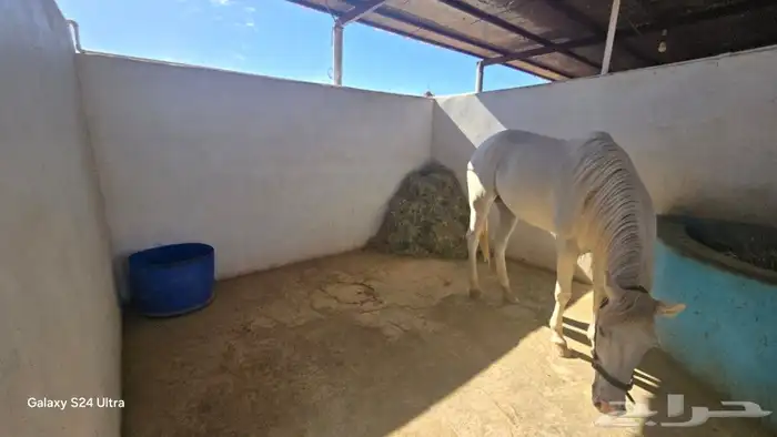 مربط الراحة لايواء الخيل 2