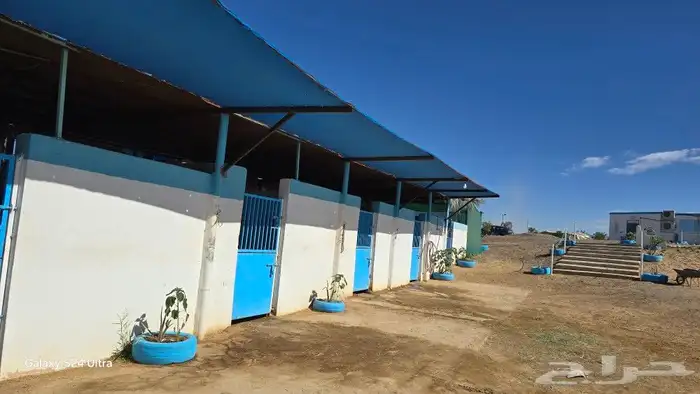 مربط الراحة لايواء الخيل 4