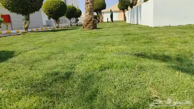 توريد و تركيب عشب طبيعي نجيلة 1