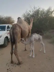 اركه محور تحتها بكرها سليمه من جميع العيوب 2