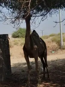 اركه محور تحتها بكرها سليمه من جميع العيوب 0