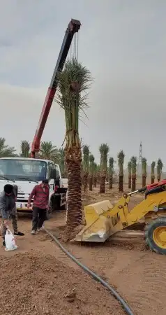 غراسه النخيل توريد وغرس جميع انواع النخيل تبوك 6