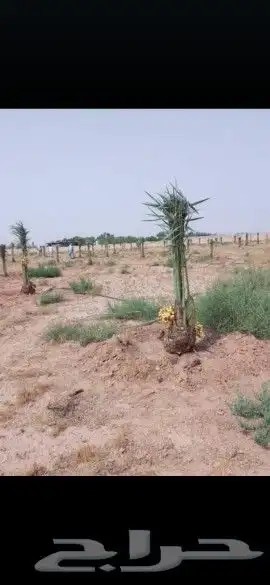 غراسه النخيل توريد وغرس جميع انواع النخيل تبوك 1