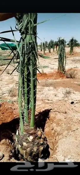 غراسه النخيل توريد وغرس جميع انواع النخيل تبوك 0