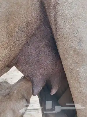 اركه محور تحتها بكرها سليمه من جميع العيوب 1