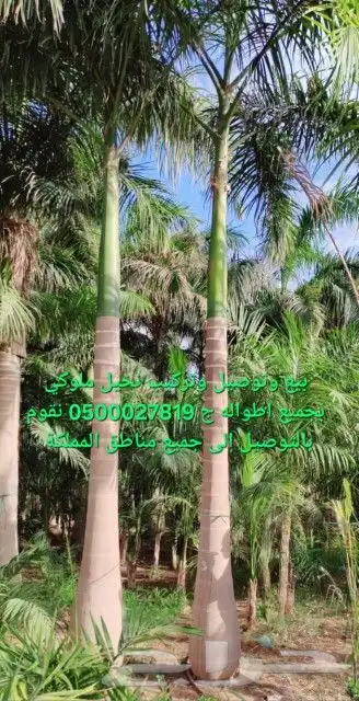 نخل ملوكي للبيع والتوصيل 3