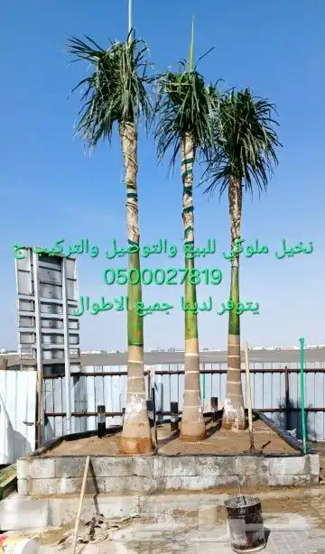 نخل ملوكي للبيع والتوصيل 0