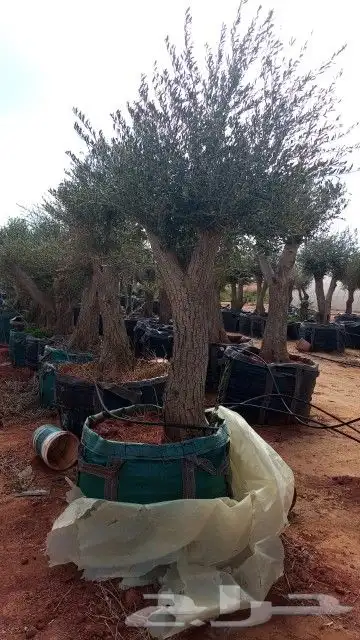 اشجار زيتون ونخيل زينه 1