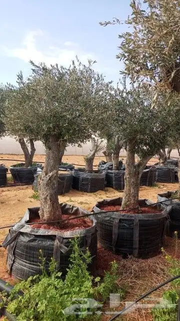 اشجار زيتون ونخيل زينه 2