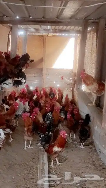 دياكه ديوك حمر وفواتح بلدي 1