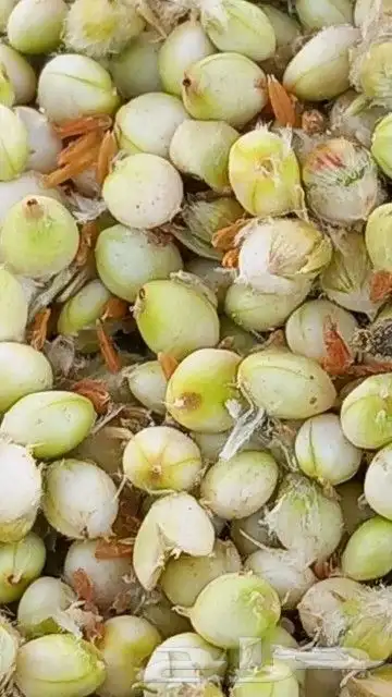 خضير أخضر شرط موسم السعودات 4