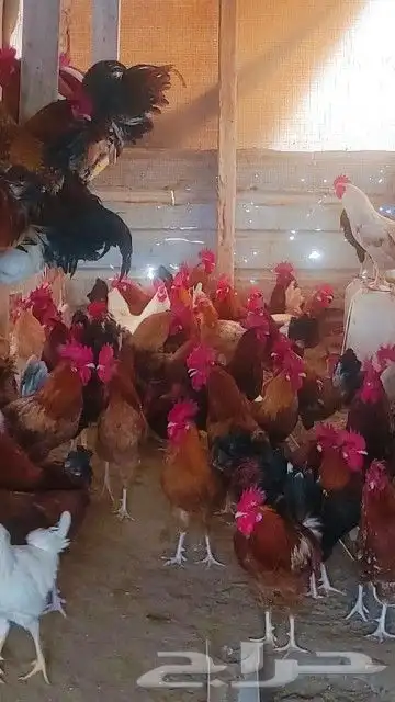 دياكه ديوك حمر وفواتح بلدي 0