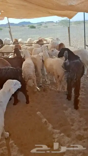 مزرعة ومراح حلال الديرة لبيع الذبايح مع خدمة الذبح والتوصيل 3