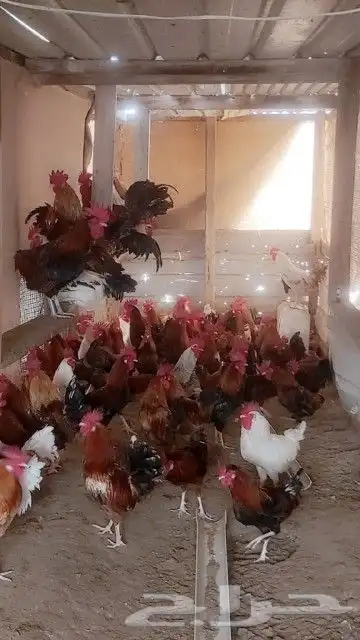 دياكه ديوك حمر وفواتح بلدي 3