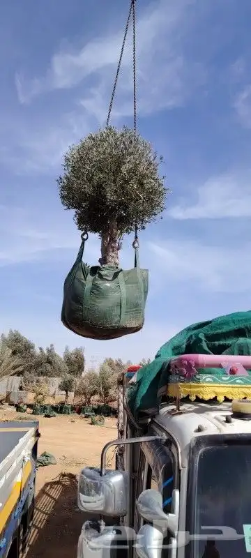 اشجار زيتون ونخيل زينه 0