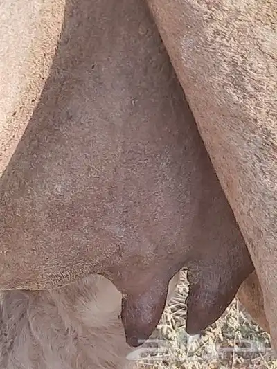 اركه محور تحتها بكرها سليمه من جميع العيوب 3