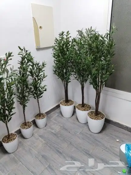 شجر زيتون صناعي وجذع طبيعي ارتفاع متر ونص ومتر وعشرين 5
