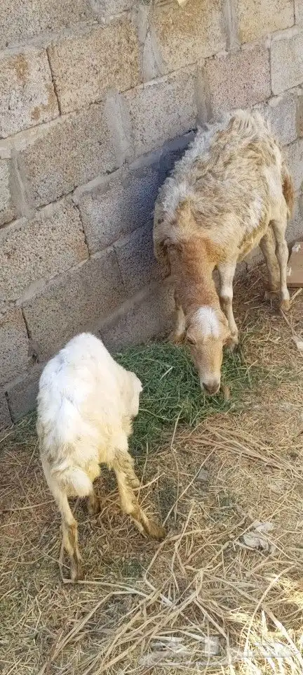 عناق نعجه ورخل 3