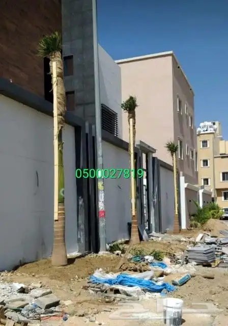 نخل ملوكي للبيع والتوصيل 4