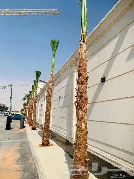 اشجار زيتون ونخيل زينه 9