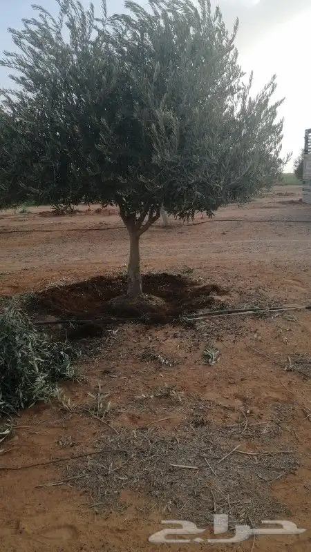 اشجار زيتون ونخيل زينه 5