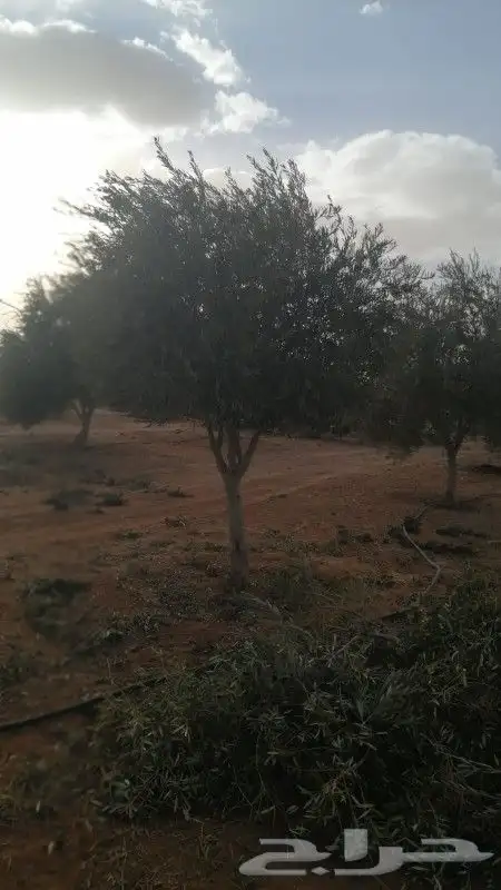 اشجار زيتون ونخيل زينه 6