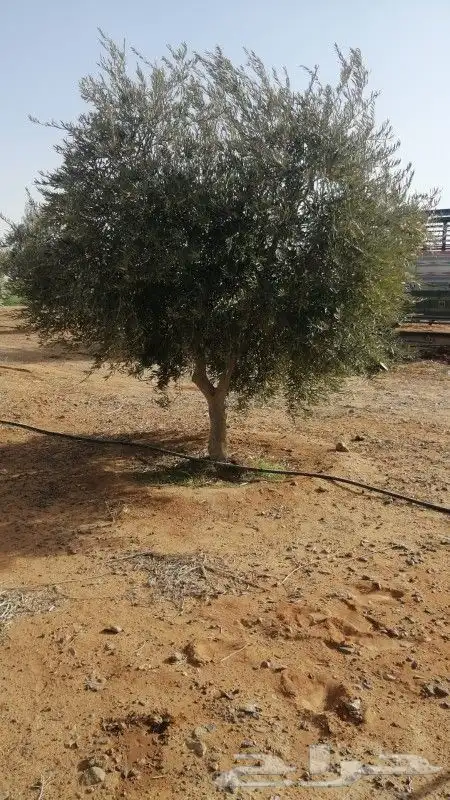 اشجار زيتون ونخيل زينه 4