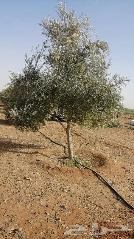 اشجار زيتون ونخيل زينه 7