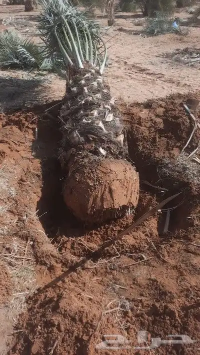 نخيل واشنطن تنظيف وقلع وغرس وتوريد 2