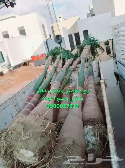 نخل ملوكي للبيع والتوصيل 1