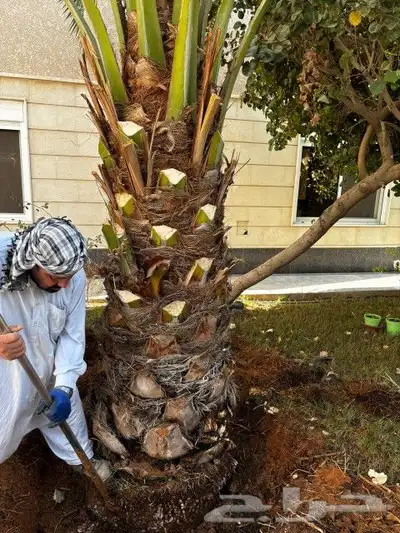 نخيل واشنطن تنظيف وقلع وغرس وتوريد 3