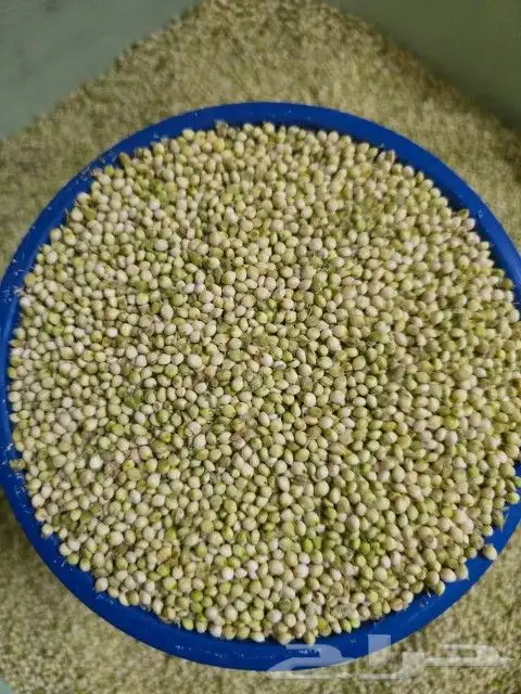 خضير أخضر شرط موسم السعودات 5