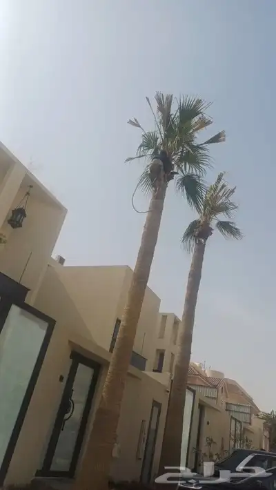 نخيل واشنطن تنظيف وقلع وغرس وتوريد 0
