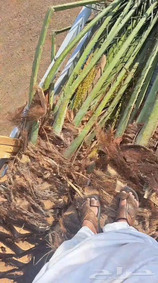 نخيل للبيع جده مكه المكرمه الطايف واصل اليوم 5