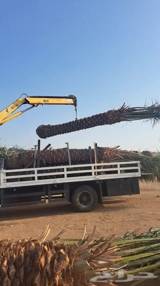 نخيل للبيع جده مكه المكرمه الطايف واصل اليوم 3