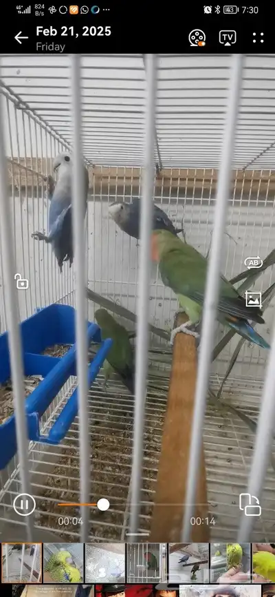 للبيع طيور روز 2