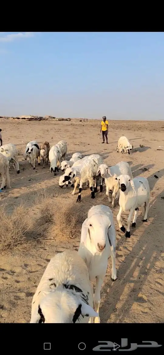 اسعار منافسه وعينك على التقييم حري 1350سواكن 1250توصيل طلبات 1