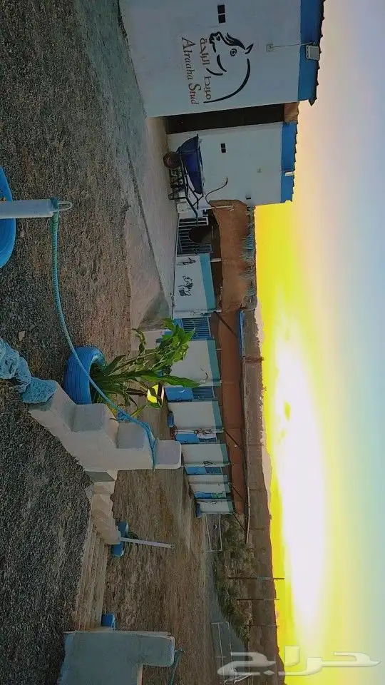 مربط الراحة لايواء الخيل 13