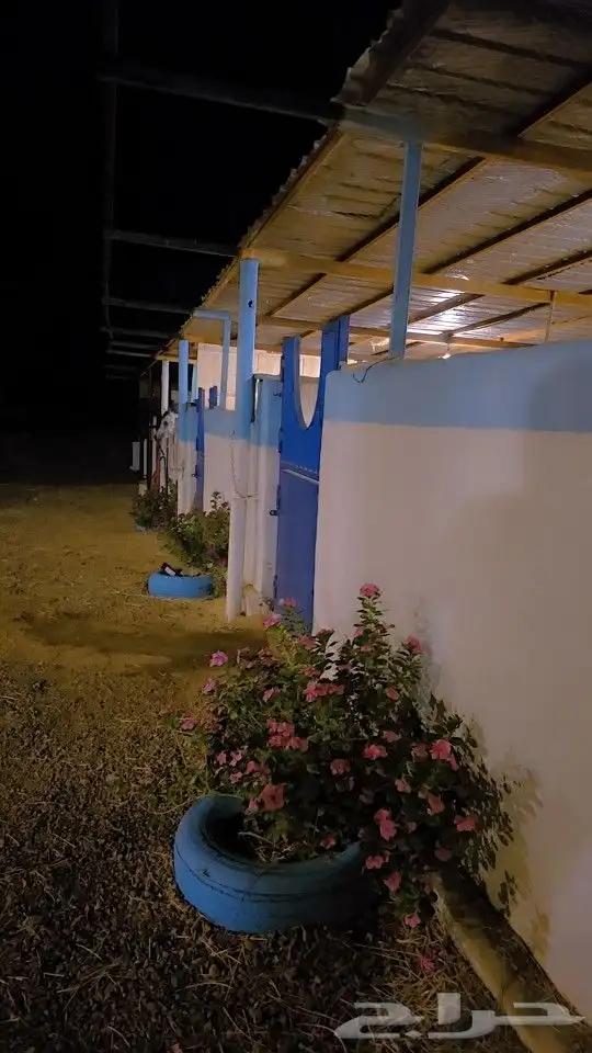 مربط الراحة لايواء الخيل 8