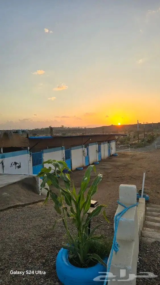 مربط الراحة لايواء الخيل 5