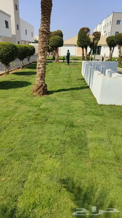 توريد و تركيب عشب طبيعي نجيلة 2