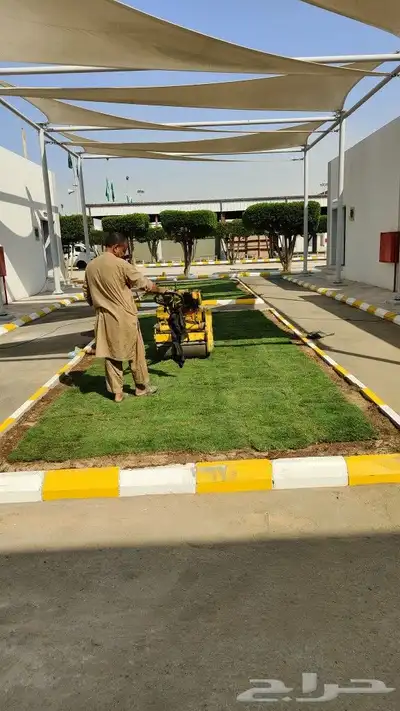 توريد و تركيب عشب طبيعي نجيلة 0