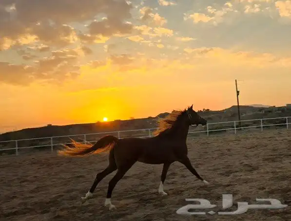 مربط الراحة لايواء الخيل 6