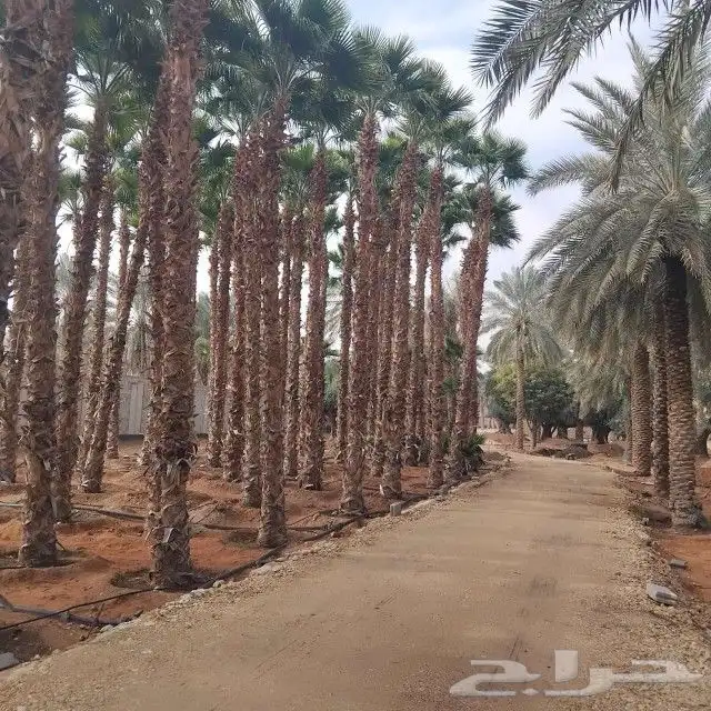 اشجار زيتون ونخيل زينه 8