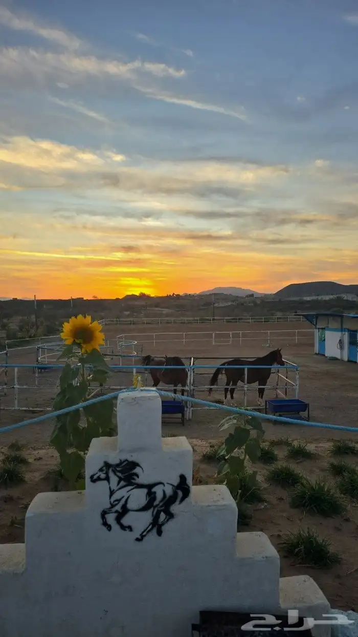 مربط الراحة لايواء الخيل 16