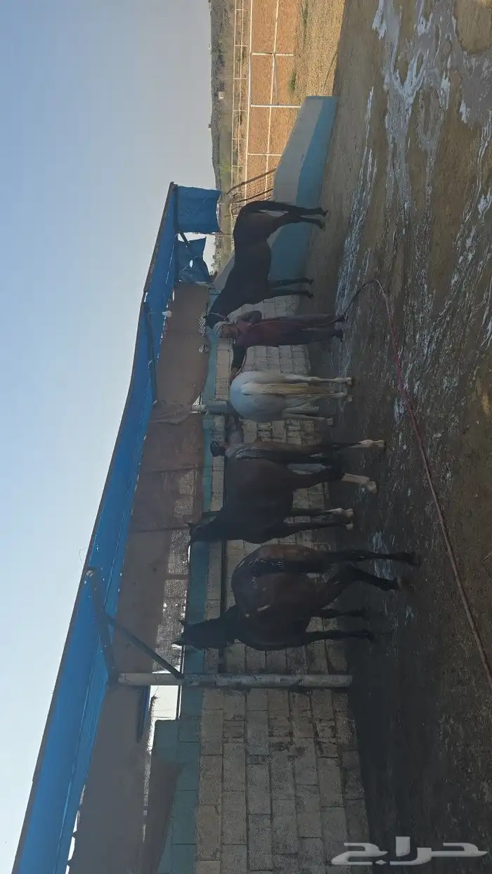 مربط الراحة لايواء الخيل 11