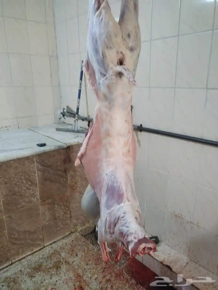 مزرعة ومراح حلال الديرة لبيع الذبايح مع خدمة الذبح والتوصيل 9
